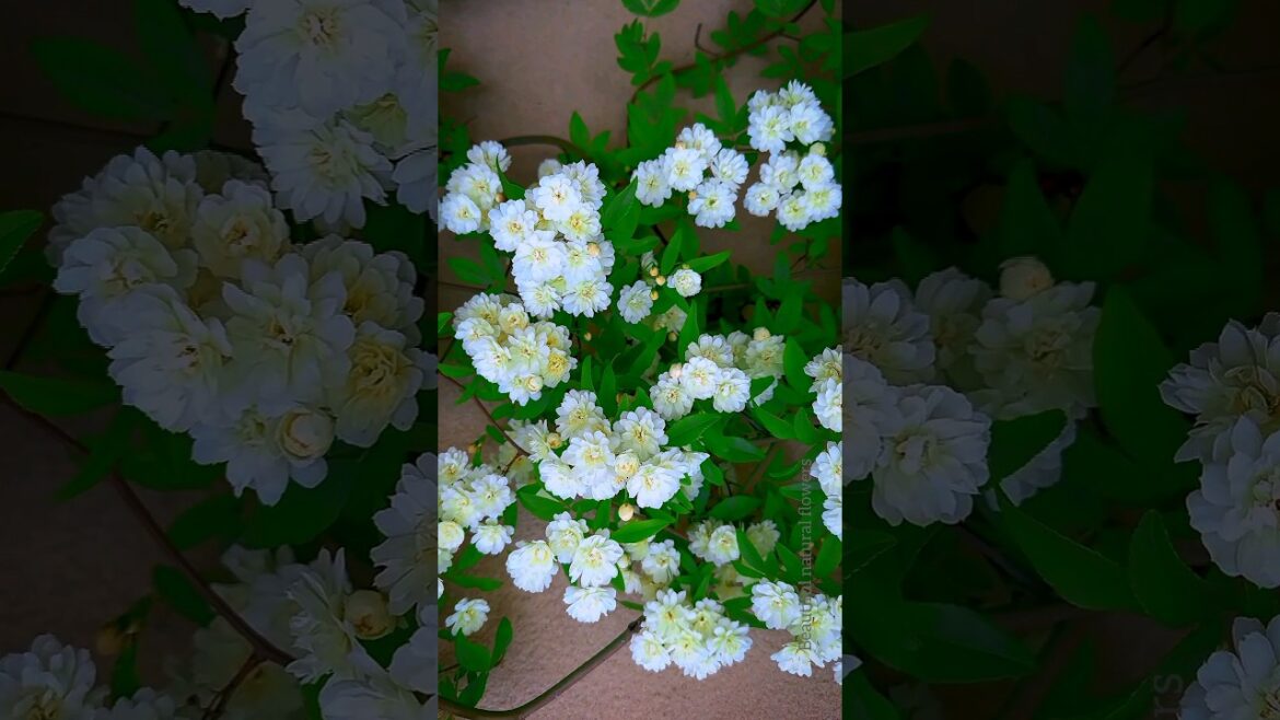 Jasmine flower | beautiful natural flowers! #shorts Jasmine flower | beautiful natural flowers! #shorts