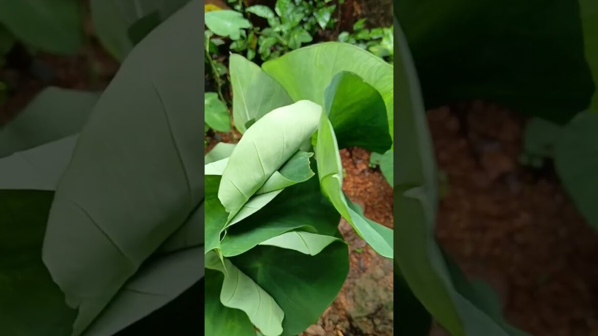 tero leaf  #gardening #konkani #goa #plantlover #rainyseason#vegetable#green_heart