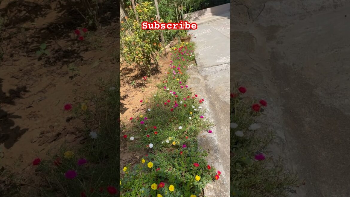 Gardening lover #viral #trending #ytshorts #shorts #garden #flowers #shortsfeed #viralshort #telugu