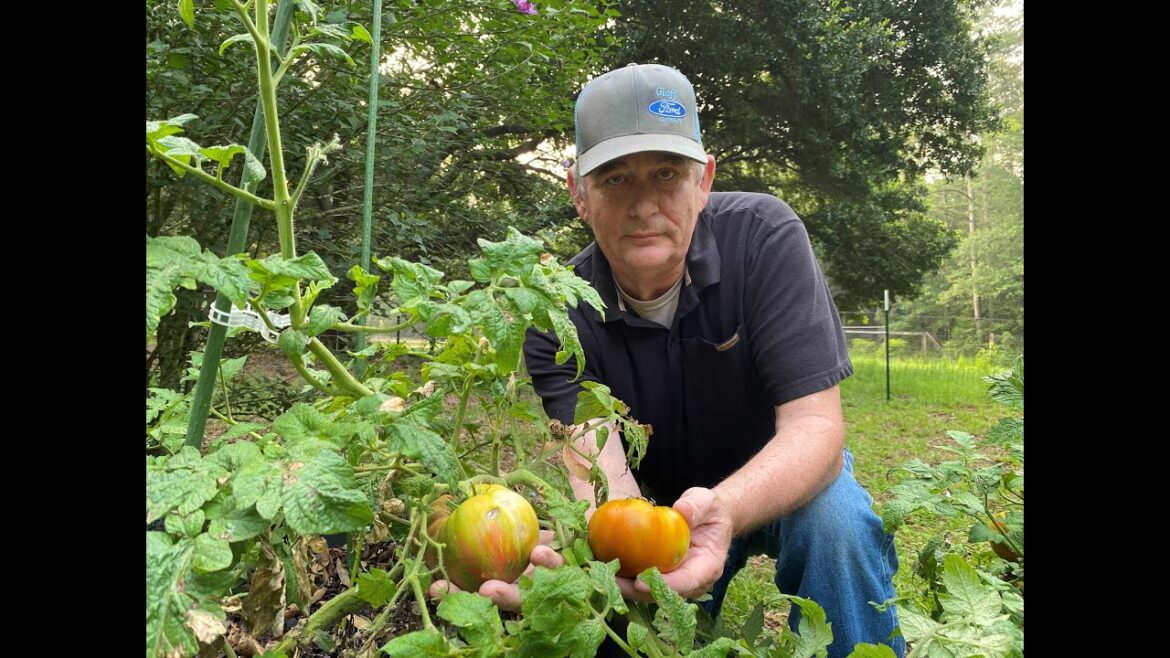 Late May Garden tour of container garden with Dwarf tomatoes, lychee, figs, pineapples and more.