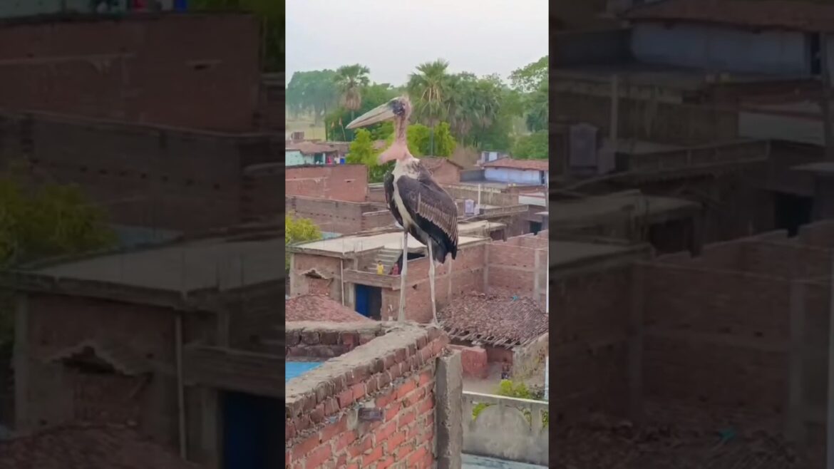 मेरा अनोखा FAN 😁 #gardening #terracegarden #garden #plants #flowers #youtube #shorts