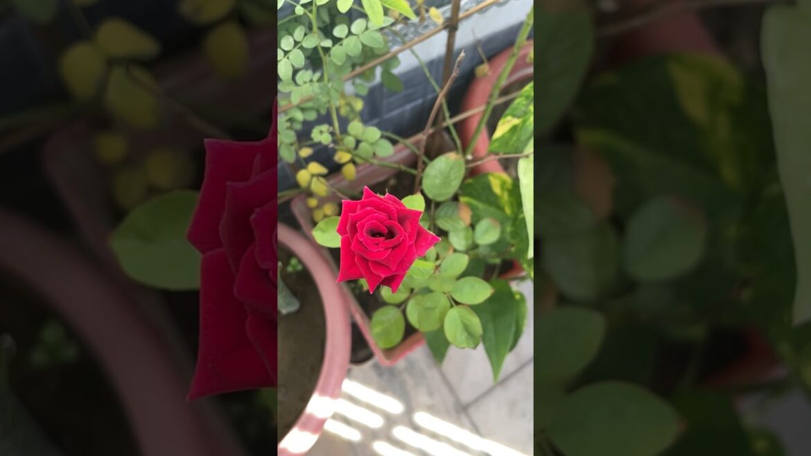 Rose Garden | English Garden #shorts #plants #youtubeshorts