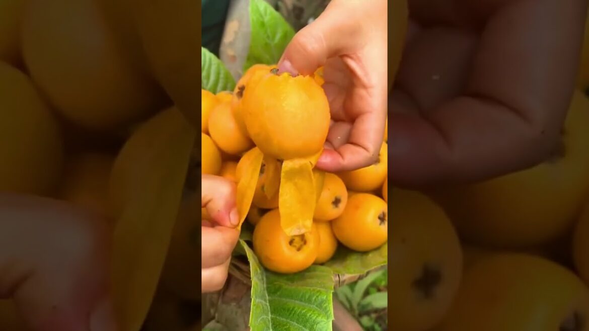 Amazing work  #agriculture #aloevera #flower  #redroses #garden #tips   #satisfying  #asrm #tricks