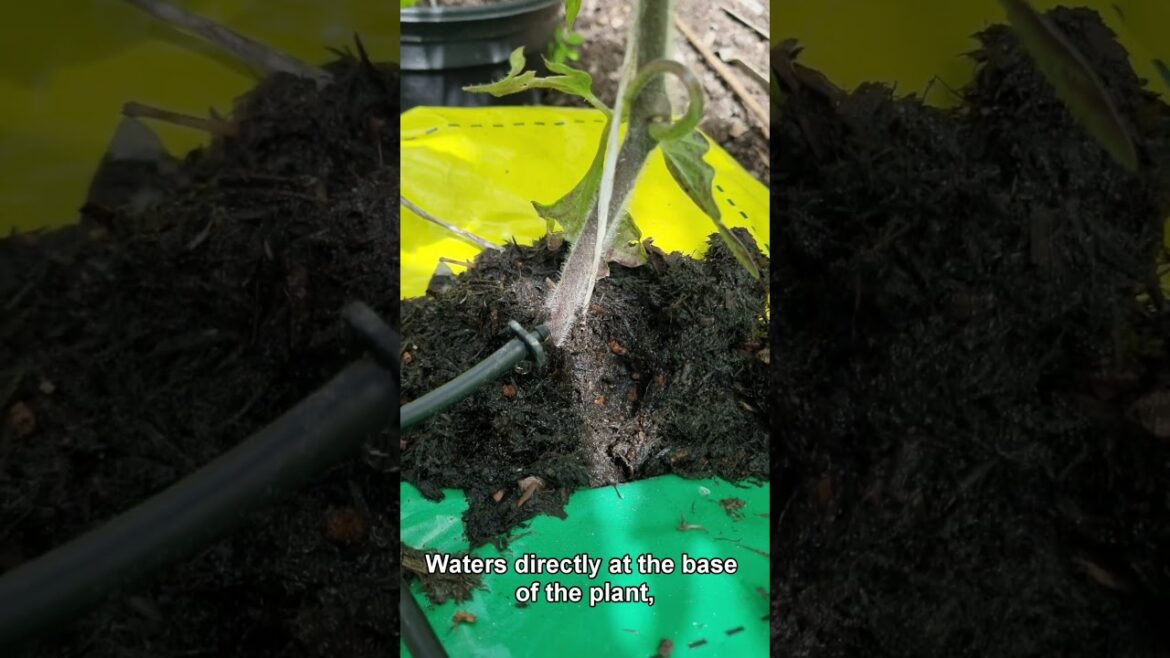 How to setup a Solar powered watering system from Irrigatia.com #solar #allotment #solarwaterpump How to setup a Solar powered watering system from Irrigatia.com #solar #allotment #solarwaterpump