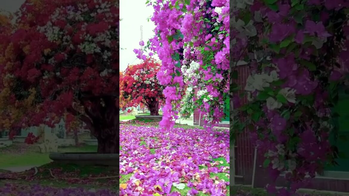 Beautiful nature pink bougainvillea plant! #bougainvillea