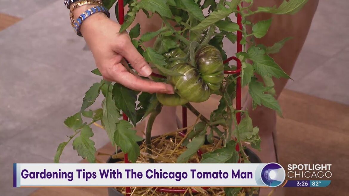 Gardening Tips With The Chicago Tomato Man Gardening Tips With The Chicago Tomato Man