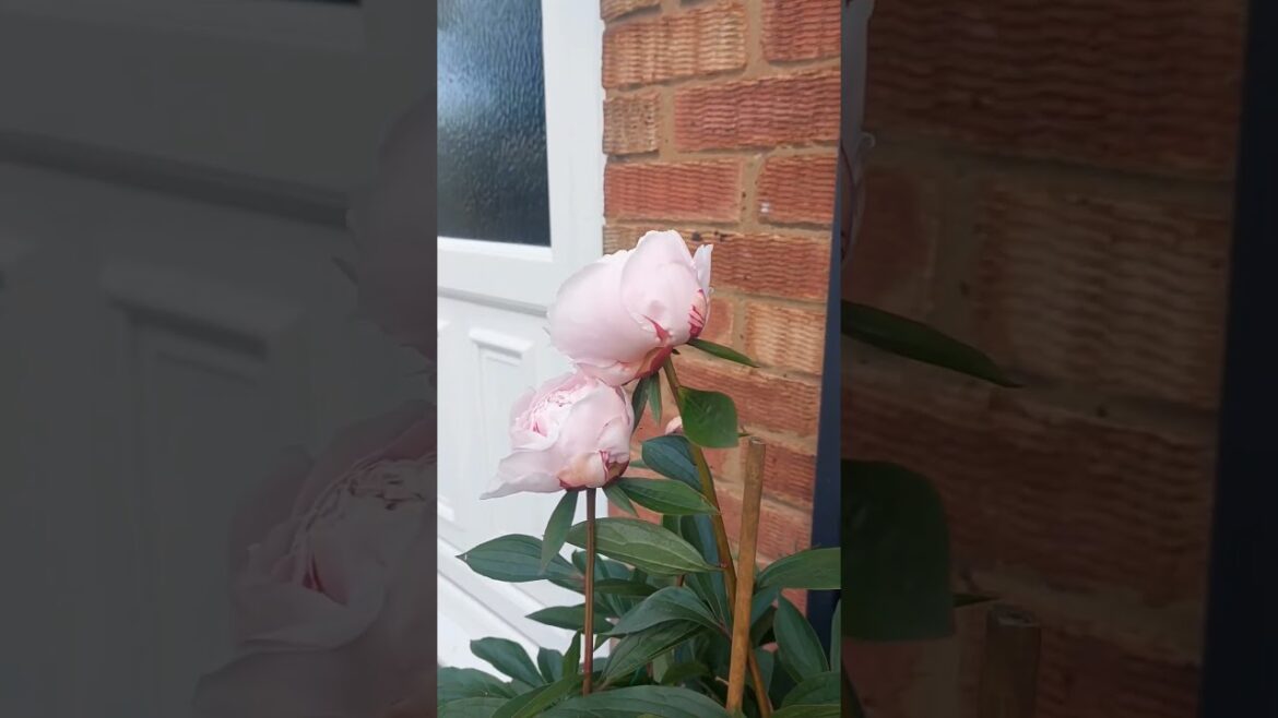 Finally the  Peonies  has bloomed # backyard garden # shorts #youtubeshorts
