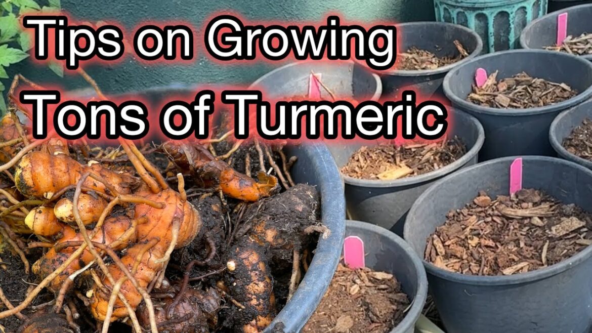 TIPS How to Grow Turmeric in Container Gardening & Small Flower Pot for Herb or Plant for the Garden TIPS How to Grow Turmeric in Container Gardening & Small Flower Pot for Herb or Plant for the Garden