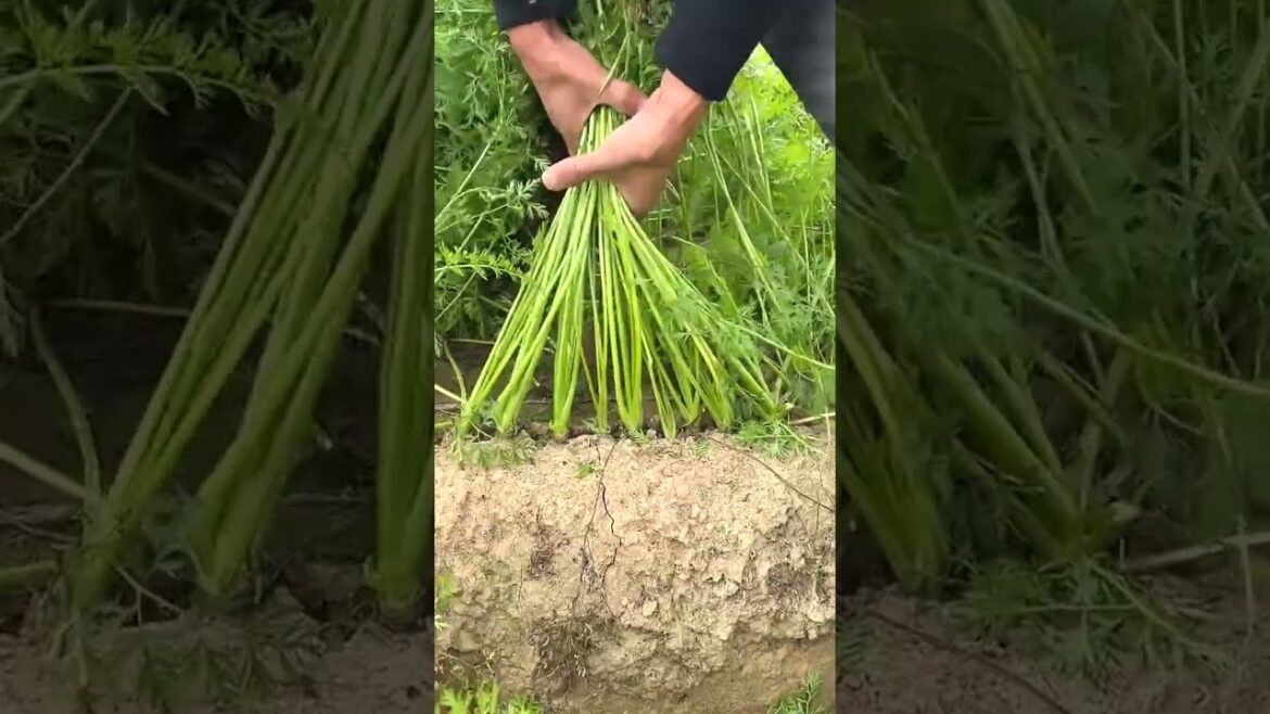 6656 🍍🥒☘🍑🌰 #food #veggies #agriculture #gardening #instafood