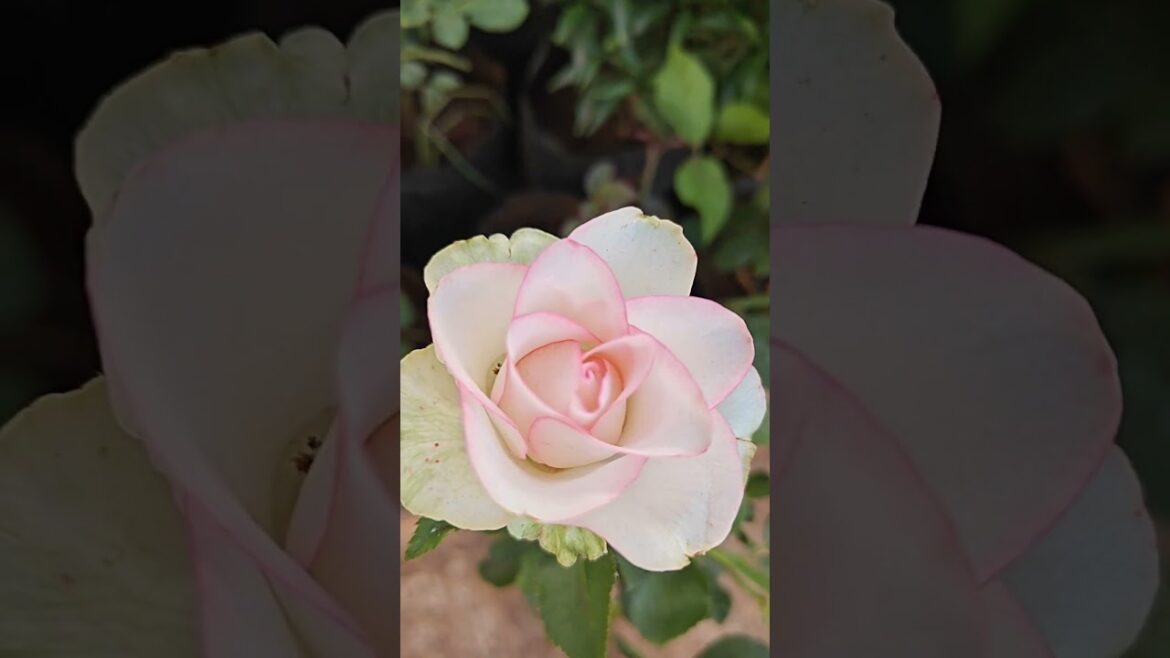 Breathtaking Rose In Full Bloom