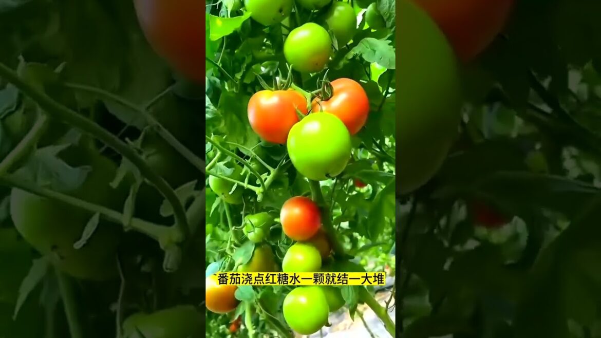 2769 🍉🥥🌷🌺🍒 #RuralRetreat #PeacefulLiving #cow #cattle #nature