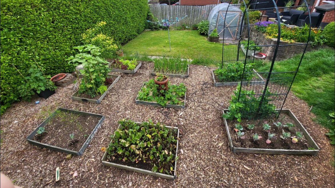 Secret Hacks for CHEAP & EASY Vegetable Gardening #gardening #nodig Secret Hacks for CHEAP & EASY Vegetable Gardening #gardening #nodig