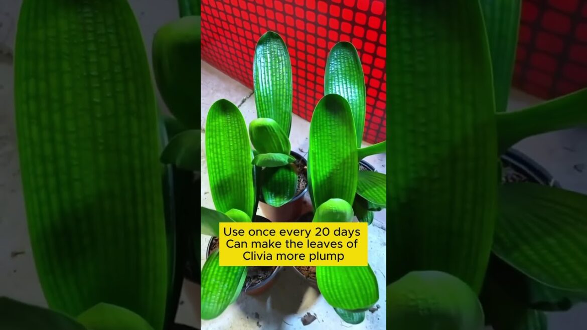 Subscribe for more such Gardening Tips & Ideas 👈🍁 #garden #gardening #gardeningideas #gardeningtips