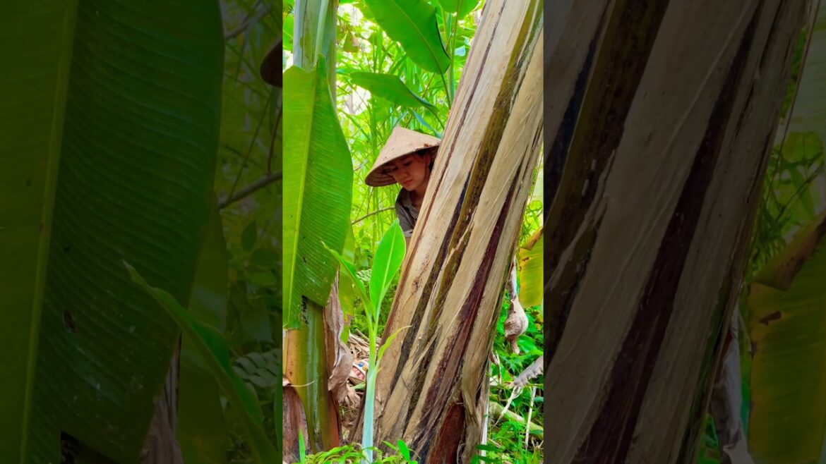 Short time cutting fruits ๐๐๐
in the garden #fruit #shorts #315 Short time cutting fruits ๐๐๐
in the garden #fruit #shorts #315