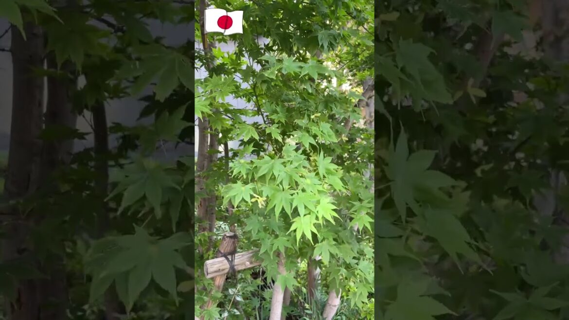 Japanese garden | Urban forest Japanese garden | Urban forest