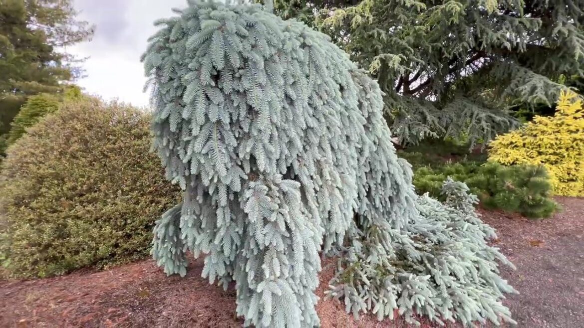 Late Spring Garden Tour Featuring Plants We Have Never Shot | Conifer Gardens | Japanese Landscaping