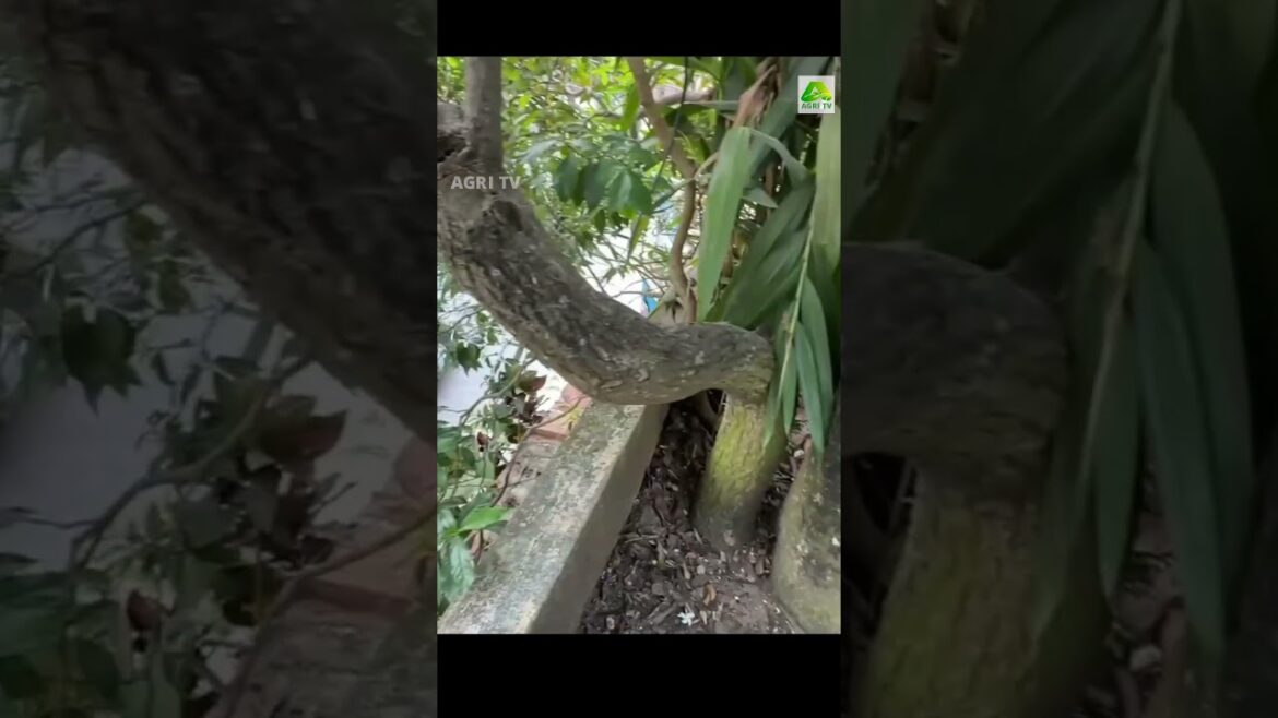 മട്ടുപ്പാവിലുള്ളത് കൂറ്റൻ മരങ്ങൾ! 500 സ്ക്വയർ ഫീറ്റിലെ അത്ഭുത കൃഷിയിടം കണ്ടോ #terracegarden #farm മട്ടുപ്പാവിലുള്ളത് കൂറ്റൻ മരങ്ങൾ! 500 സ്ക്വയർ ഫീറ്റിലെ അത്ഭുത കൃഷിയിടം കണ്ടോ #terracegarden #farm