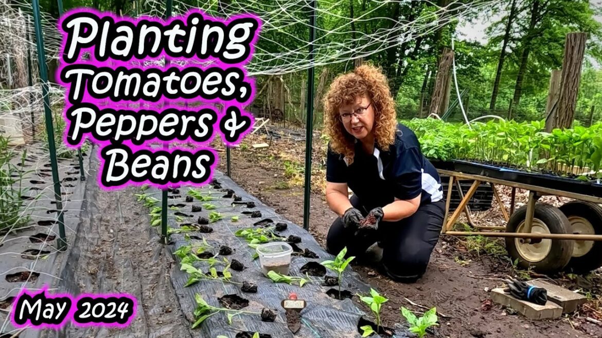 Planting Tomatoes, Peppers and Bush Beans into our Vegetable Garden - Mid May 2024 - Zone 6