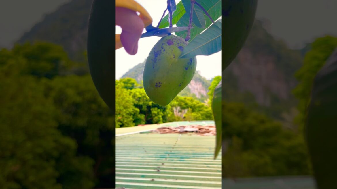 Picking fruits 🍊🍏🍑🥭🍐🍇in the garden #fruit #garden #short#p116