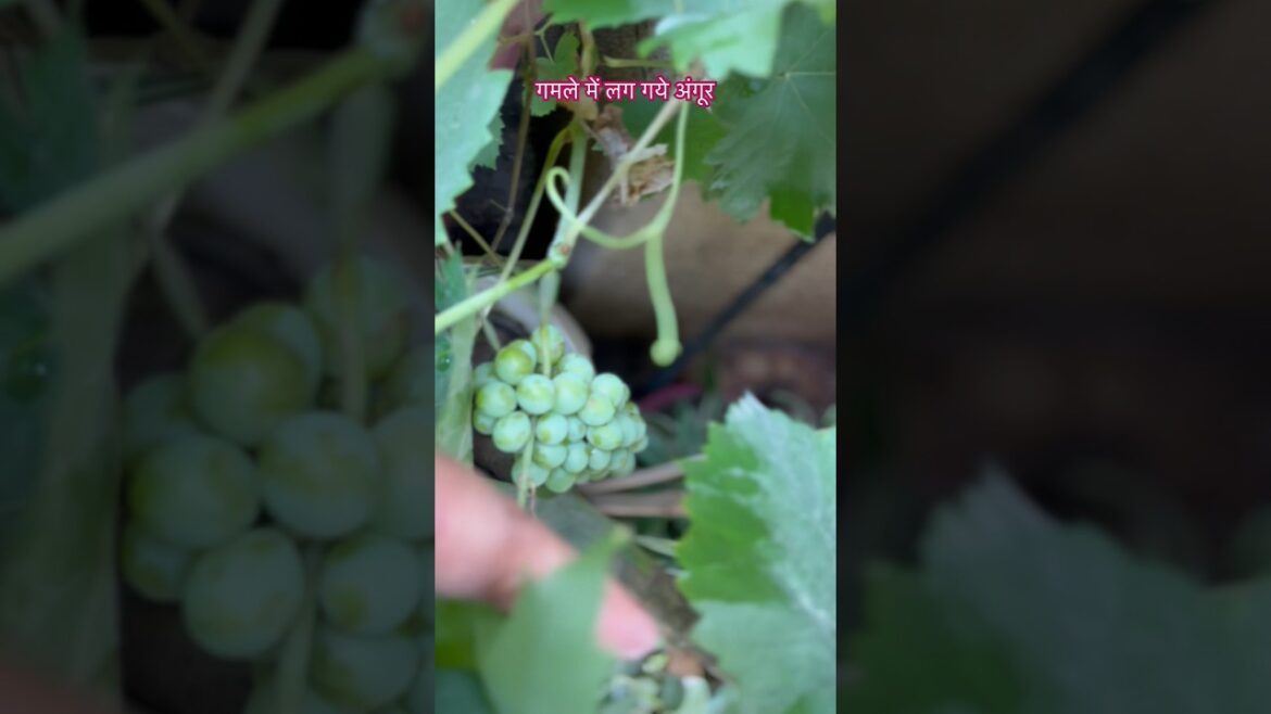 Grapes in container garden #gardeningaesthetics #plants #garden #gardenstyle Grapes in container garden #gardeningaesthetics #plants #garden #gardenstyle