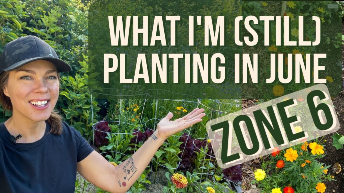 What Can I Plant in June in the Vegetable Garden?