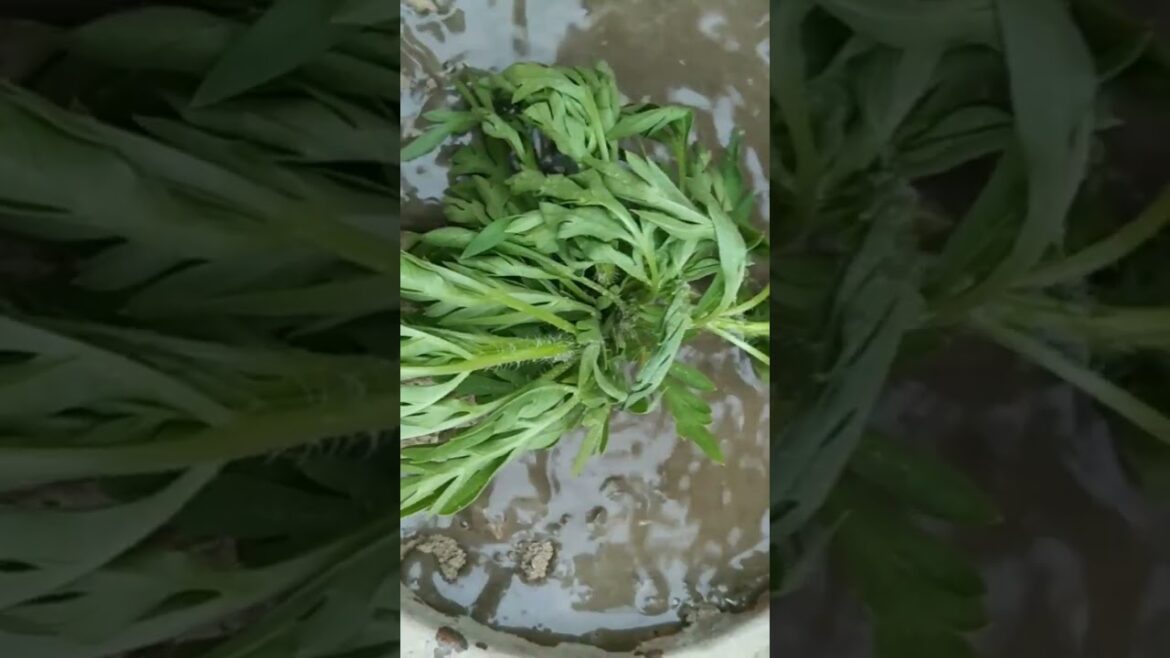 Flower plant #flower#garden #plants#planting#trending#shorts gardening #flowerplant#plantlove#nature Flower plant #flower#garden #plants#planting#trending#shorts gardening #flowerplant#plantlove#nature