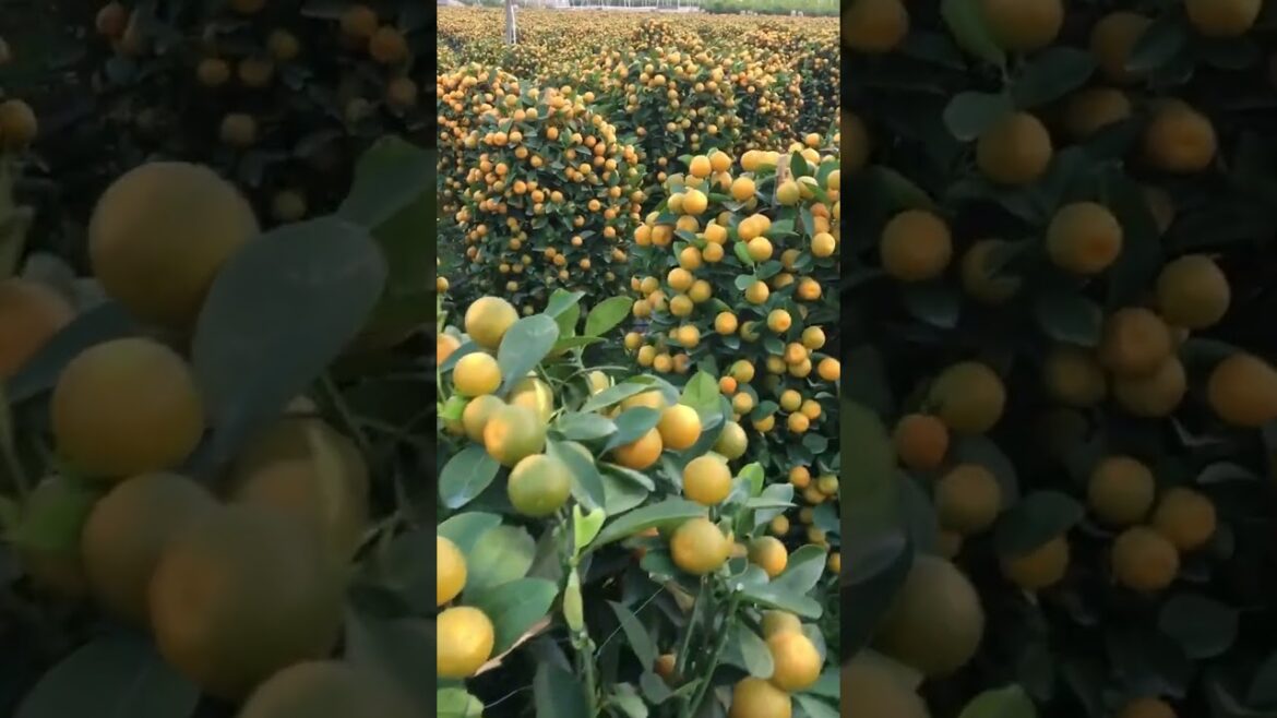 Amazing work  #agriculture #aloevera #flower  #redroses #garden #tips   #satisfying  #asrm #tricks