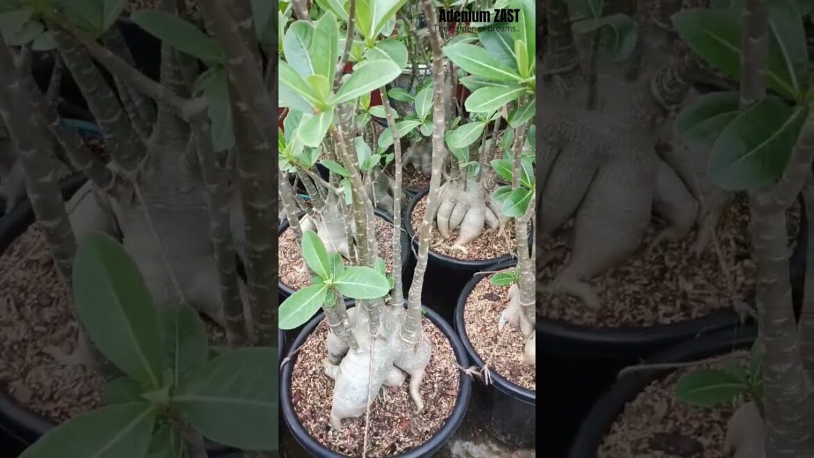 Adenium Brazilian, DNF,Taiwani Mini 🤎🪴#adenium #plants  #gardening #adeniumlover #shorts#popular