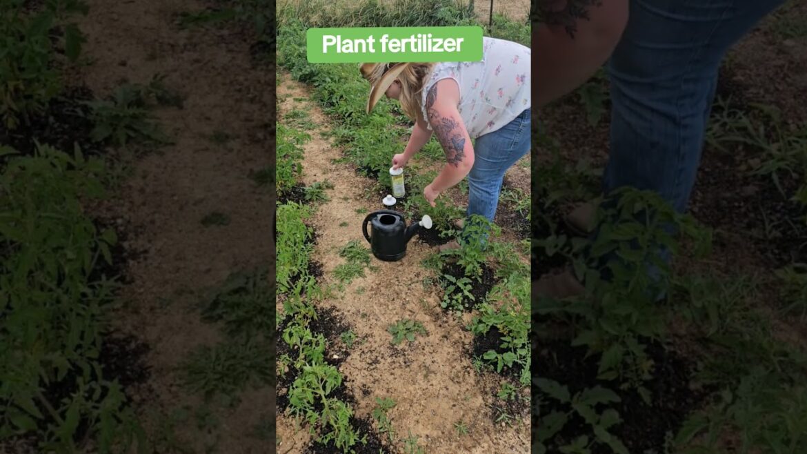 Garden tour best Fertilizer to use on your garden. I will have this Linked on my page #garden Garden tour best Fertilizer to use on your garden. I will have this Linked on my page #garden