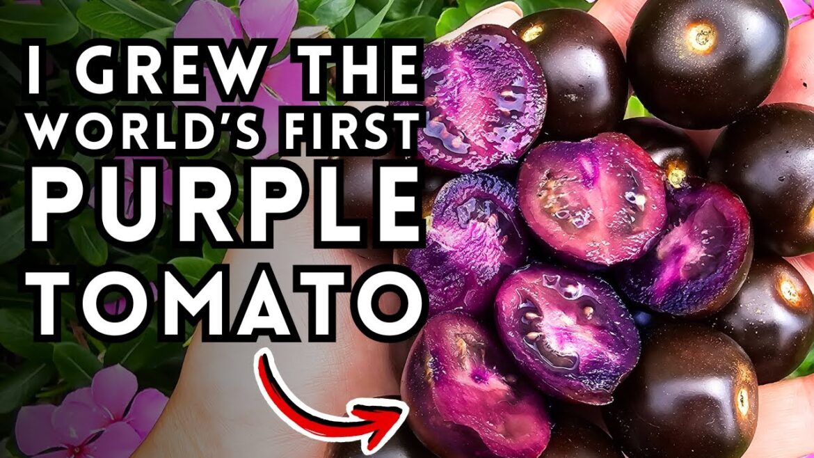 Is The Purple Tomato Worth the Hype? My Growing and Tasting Review