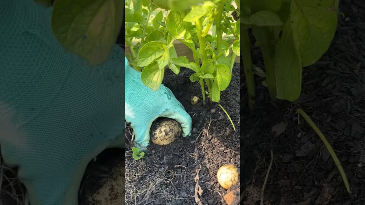 🔆🌿Harvesting Yukon Gold Potatoes 🥔 //GARDENING// #instagood #fypシ゚viral #shortsfeed #harvest 🔆🌿Harvesting Yukon Gold Potatoes 🥔 //GARDENING// #instagood #fypシ゚viral #shortsfeed #harvest