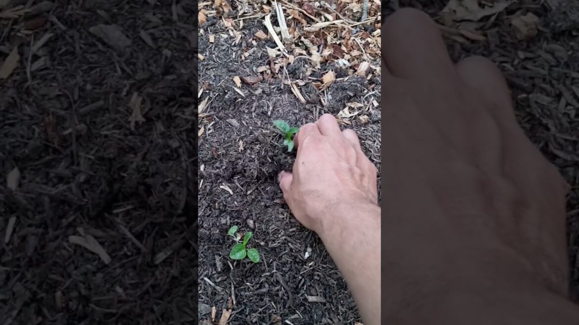 planting Out callaloo #shorts #allotment  #gardening