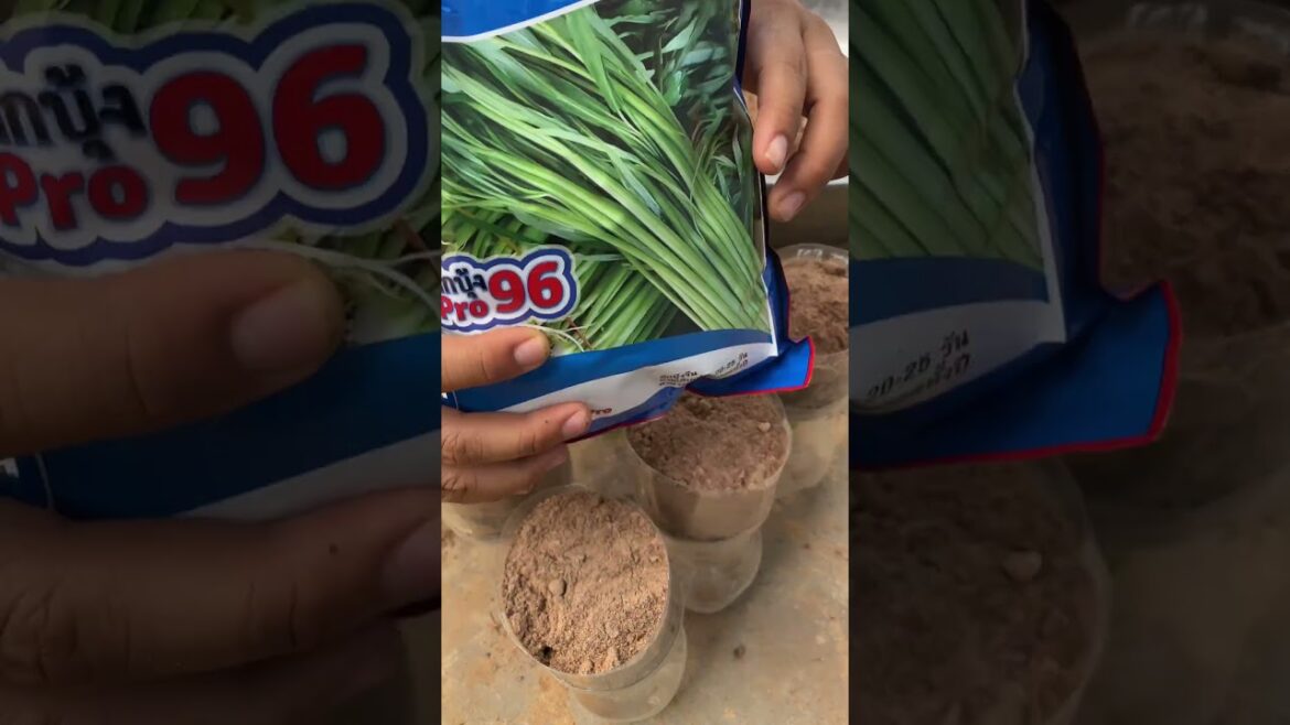 growth vegetable at home/ life style   #short #garden