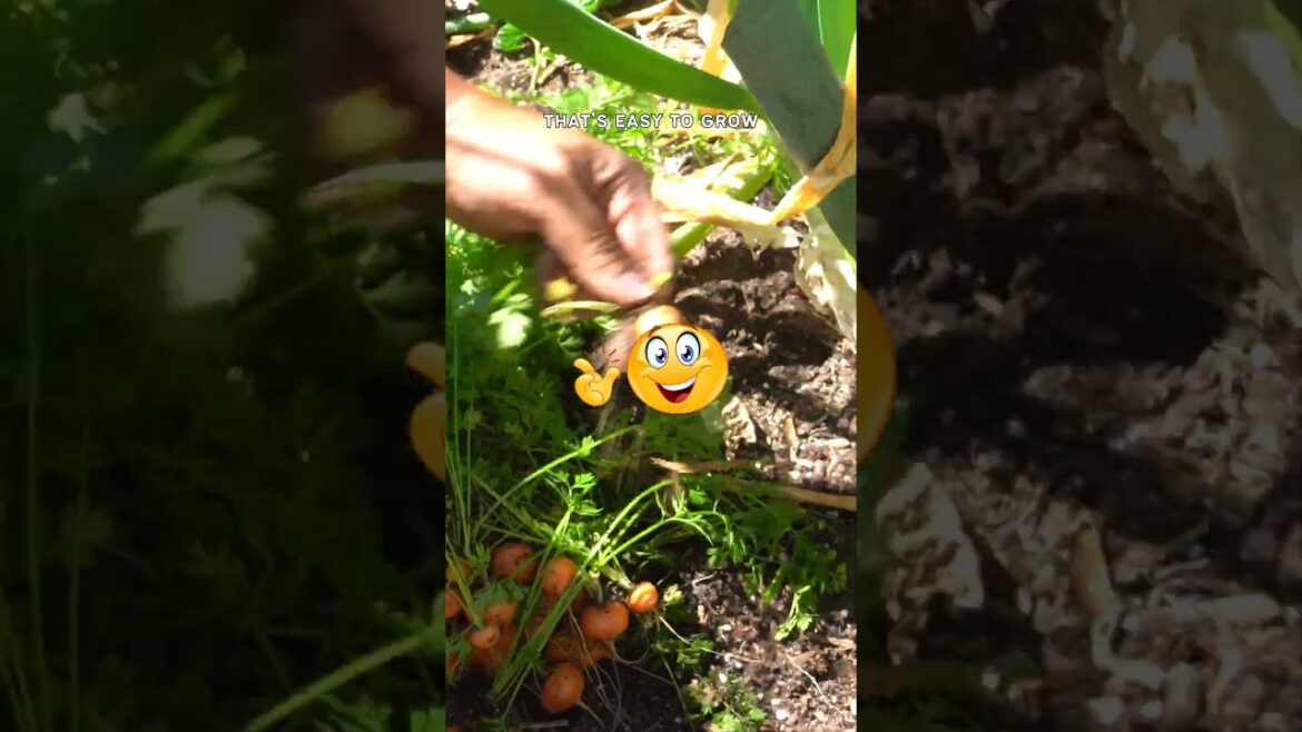 Growing Romeo Carrots: Home Garden Guide for Sweet Success!