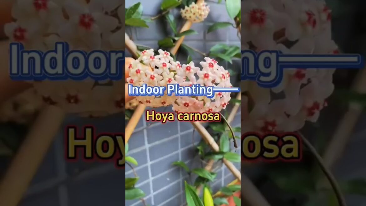 Hoya carnosa #shorts #indoorplants #youtubeshorts Hoya carnosa #shorts #indoorplants #youtubeshorts