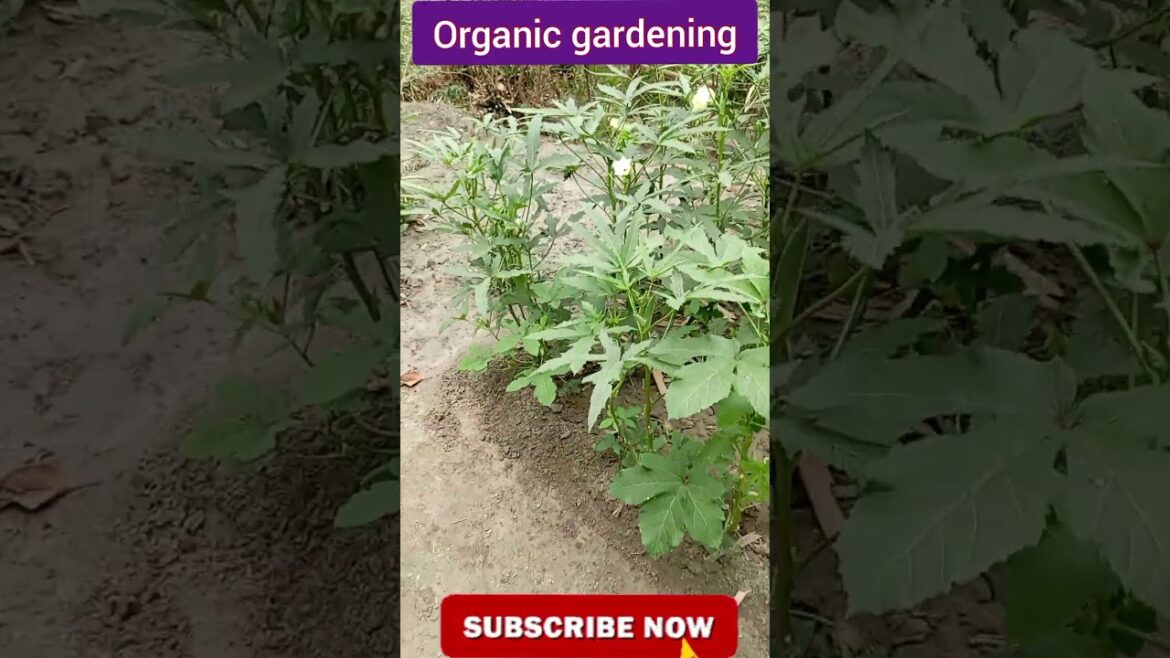 Harvest to vegetables 🌿| how to harvest | how to grow | #harvesting #harvest #shorts Harvest to vegetables 🌿| how to harvest | how to grow | #harvesting #harvest #shorts