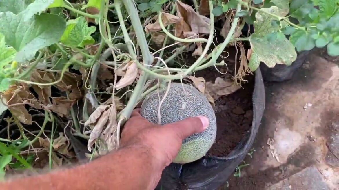 Organic Urban Garden Tour June'24 // Growbag growing // Terrace farming // Home Garden