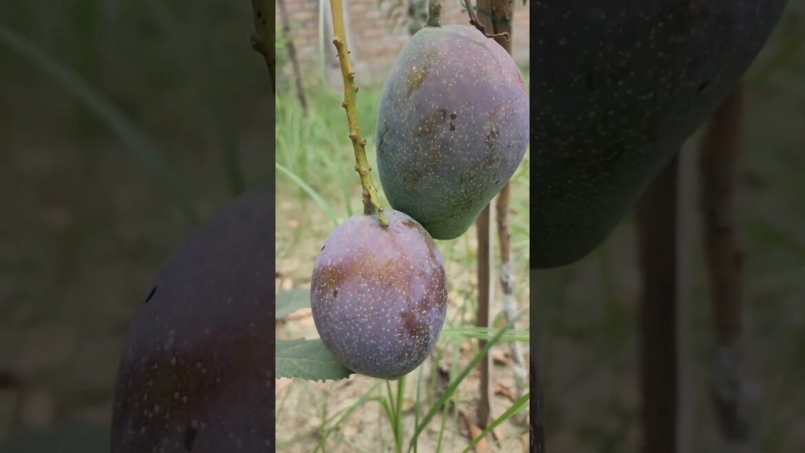 Japanese Miyazaki Mango Grafted Live Plant17 June 2024