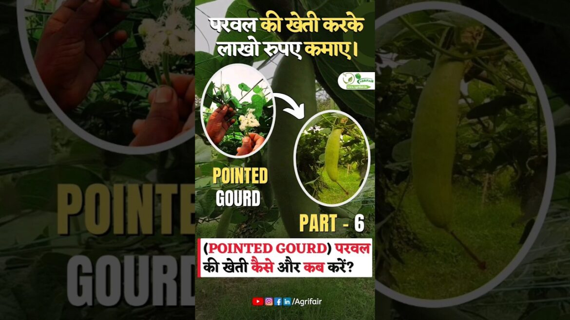 परवल के एक बीघा मे कितने फलन ?🤑परवल की खेती कैसे होती है ?🔥 Part: 6