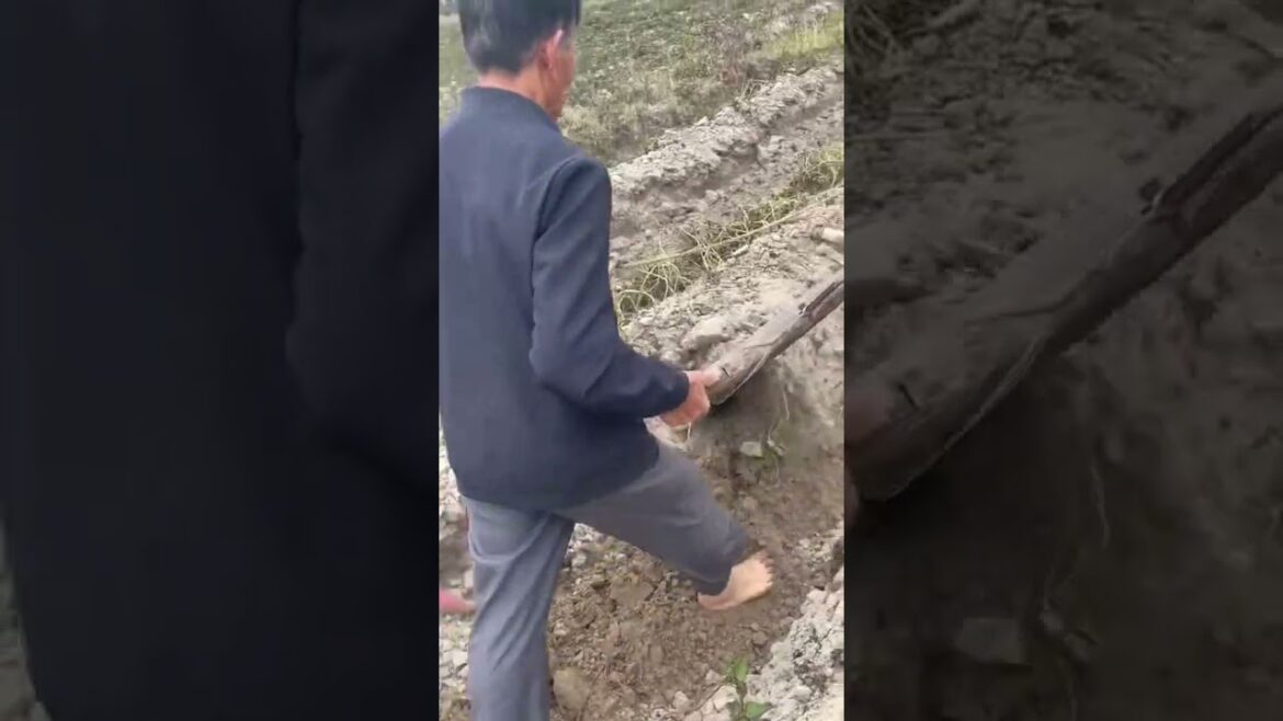 Amazing work  #agriculture #aloevera #flower  #redroses #garden #tips   #satisfying  #asrm #tricks