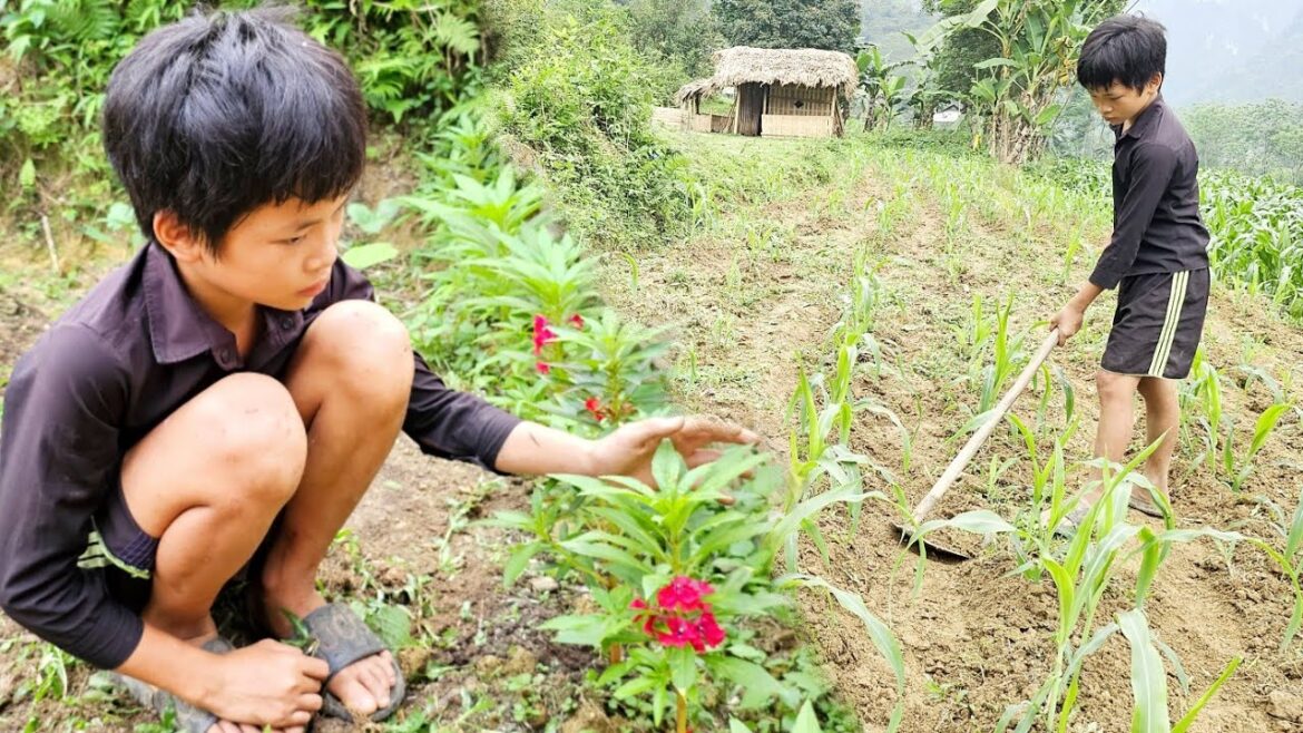 Taking care of the corn garden - new plans for the future - (Orphan boy).