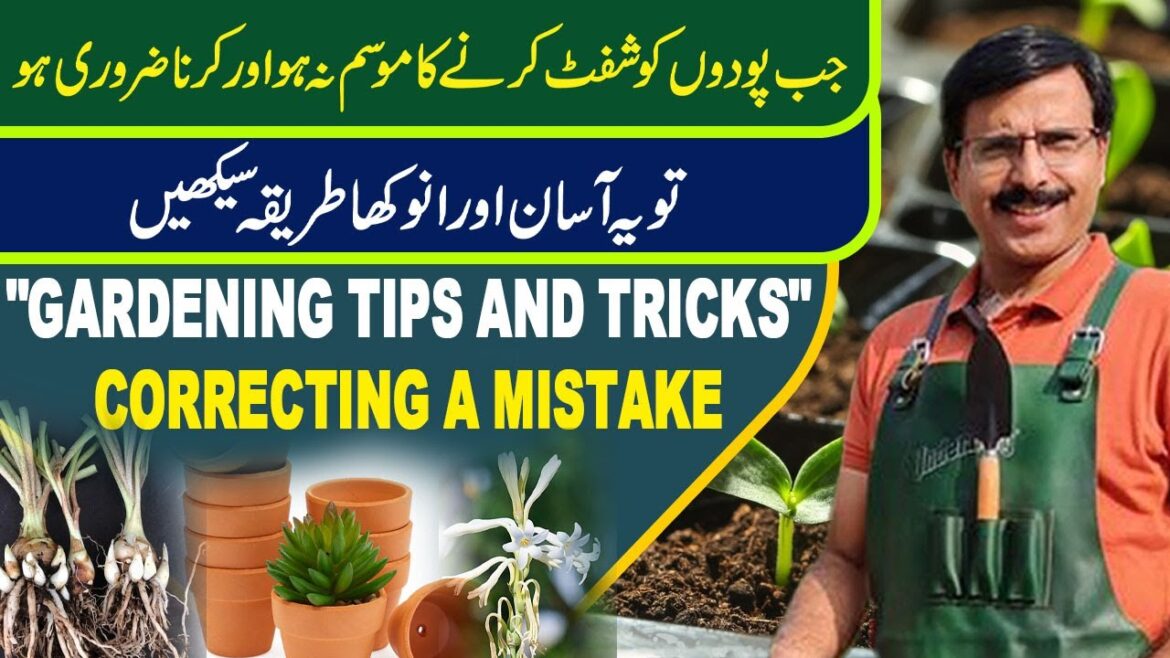 Re-potting in Hot weather Gardening Tips and Tricks | Correcting a Mistake Re-potting in Hot weather Gardening Tips and Tricks | Correcting a Mistake