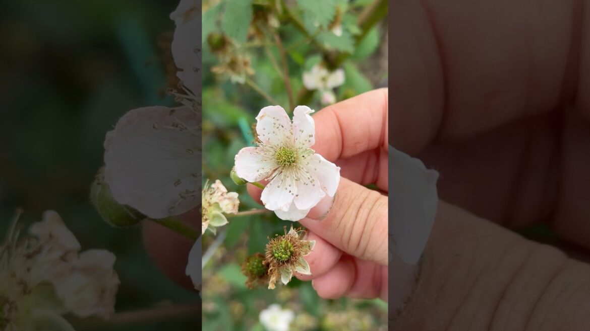 Do THIS For Big Berry Harvests #blackberries #gardentips