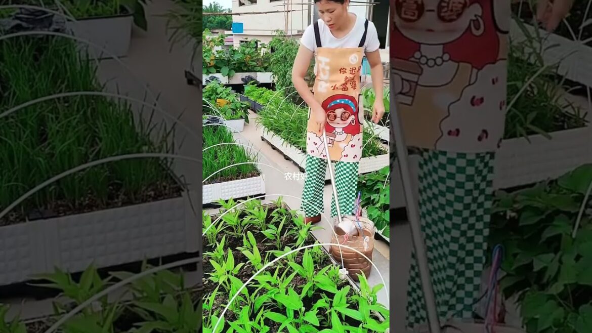 1699 πΏππππ» #fruit #gardening #organic #cooking #vegetable 1699 πΏππππ» #fruit #gardening #organic #cooking #vegetable