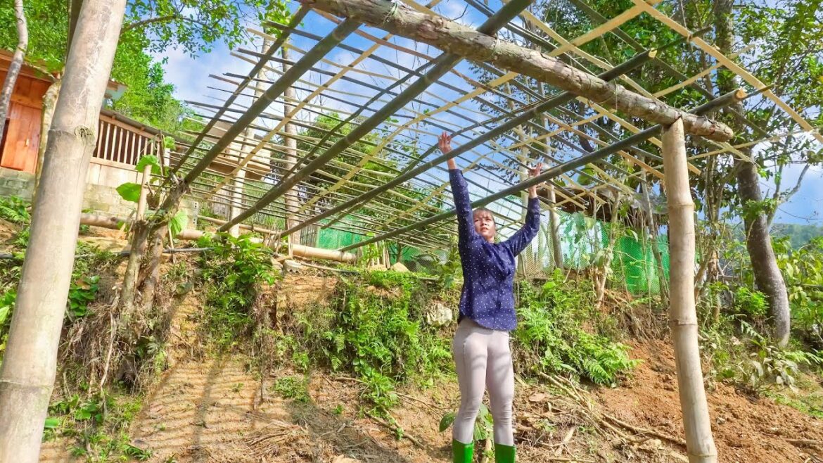 A Day Of Vegetable Gardening, Make Gourds - Befriend the puppy | Tiểu Vân Daily Life