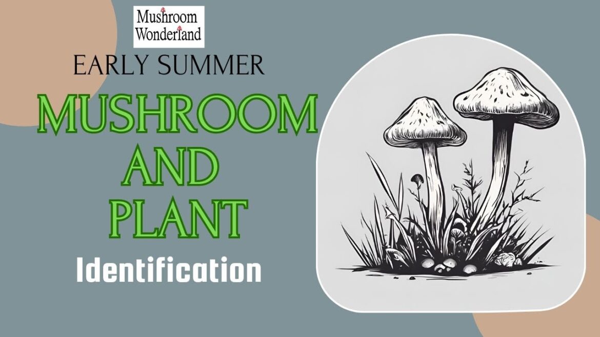 Early Summer Mushroom and Plant Identification Early Summer Mushroom and Plant Identification