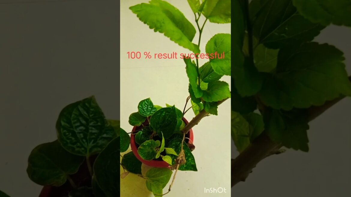 Mulberry cuttings propagation 💚🪴 #song #shorts #garden#shahtoot #plantslover Mulberry cuttings propagation 💚🪴 #song #shorts #garden#shahtoot #plantslover