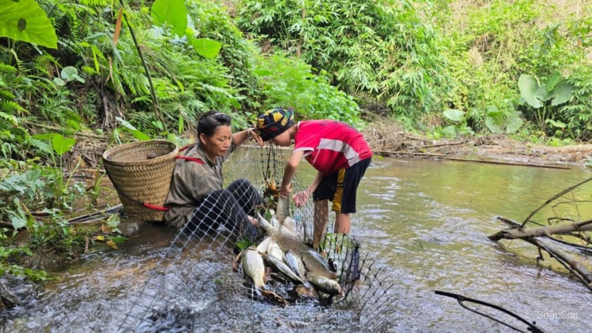 Vegetable gardening – Grandson experiences a simple way to catch carp in the stream – Cooking Vegetable gardening - Grandson experiences a simple way to catch carp in the stream - Cooking