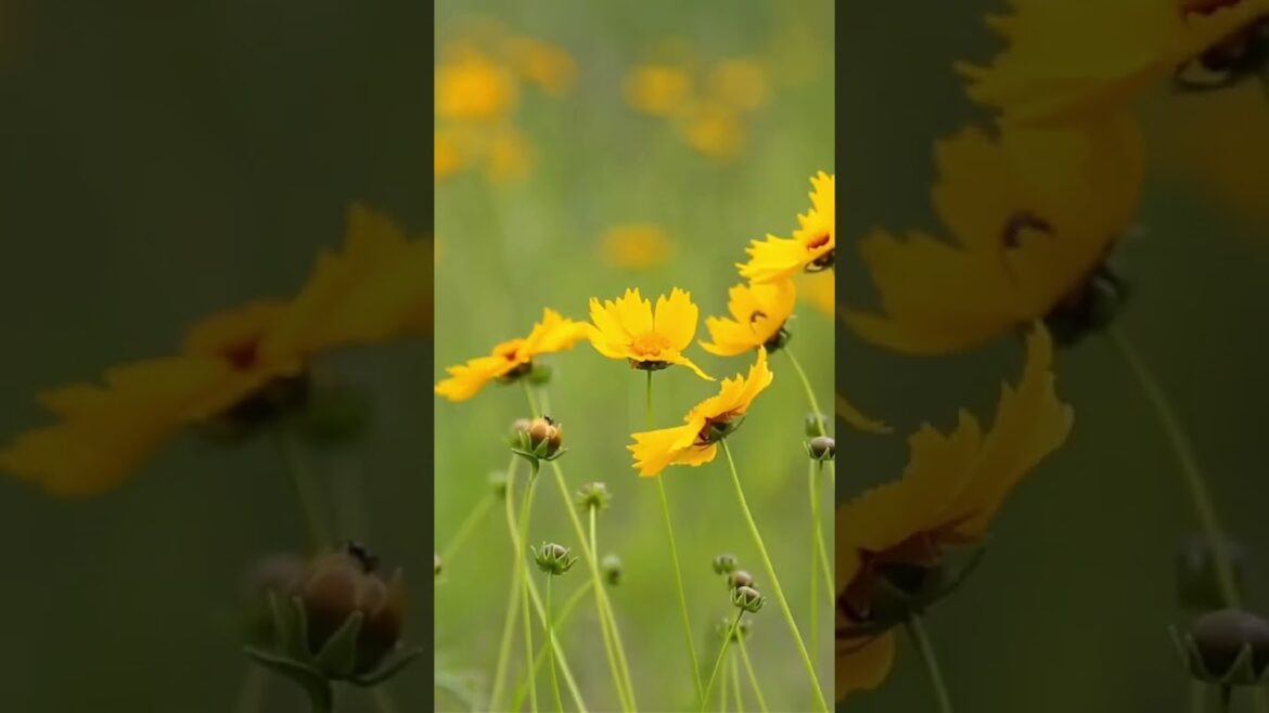 Adoring the Beauty of Nature: A Celebration of Flowers and the Fall Foliage 30s 1.5 speed