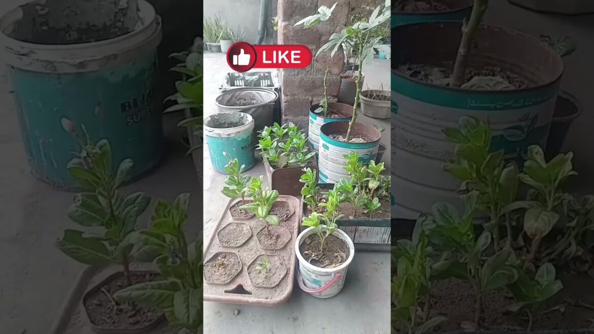 gardening!kitchen garden!kitchen gardening!organic gardening #garden #kitchingarden #smartgardening